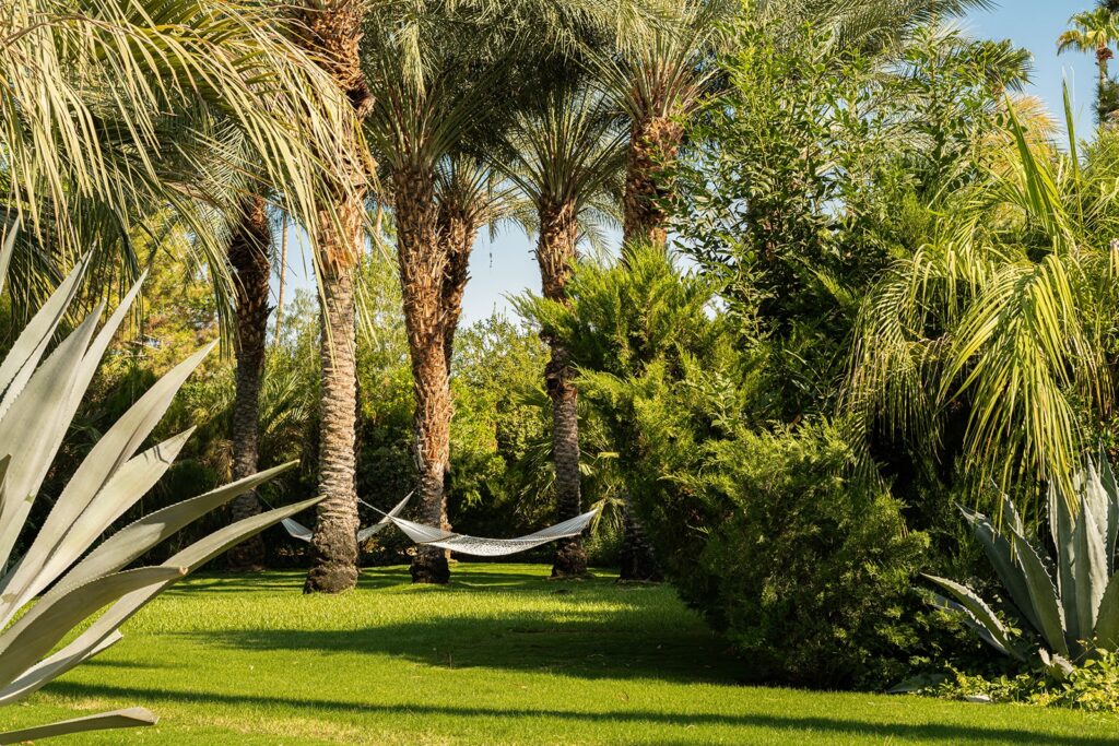 Hammocks amongst grove of palm trees
